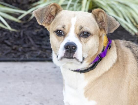 Pet of the week: Cleo